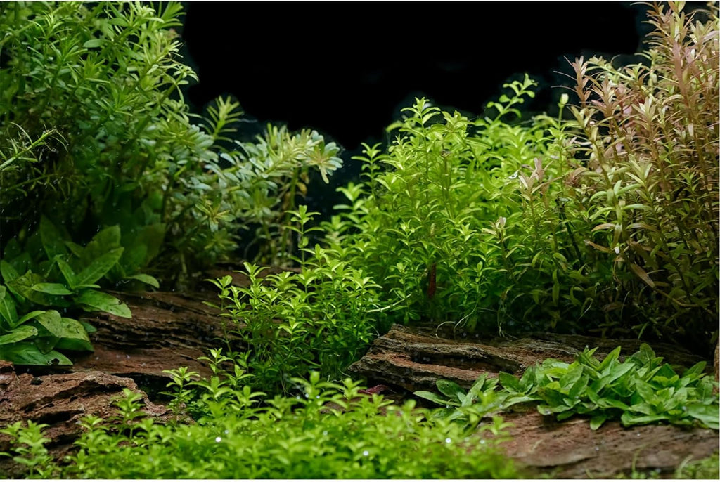 Aquarium Background Underwater Green Grass Leaves Stone Fish Tank Background Vivid Green Aquatic Plant Terrarium Backdrop Stone River Bed and Lake Fish Tank Wallpaper 30x12in