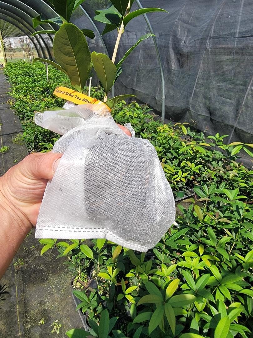 Apricot Echo Orange Tea Olive - Live Plant - (1 QT)