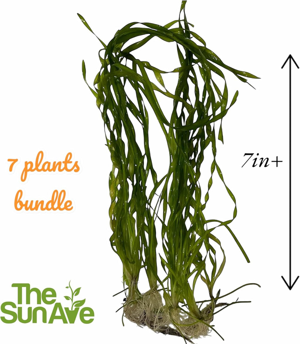 Vallisneria Asiatica Easy Freshwater Aquarium Live Plant with Roots (7 Plants)