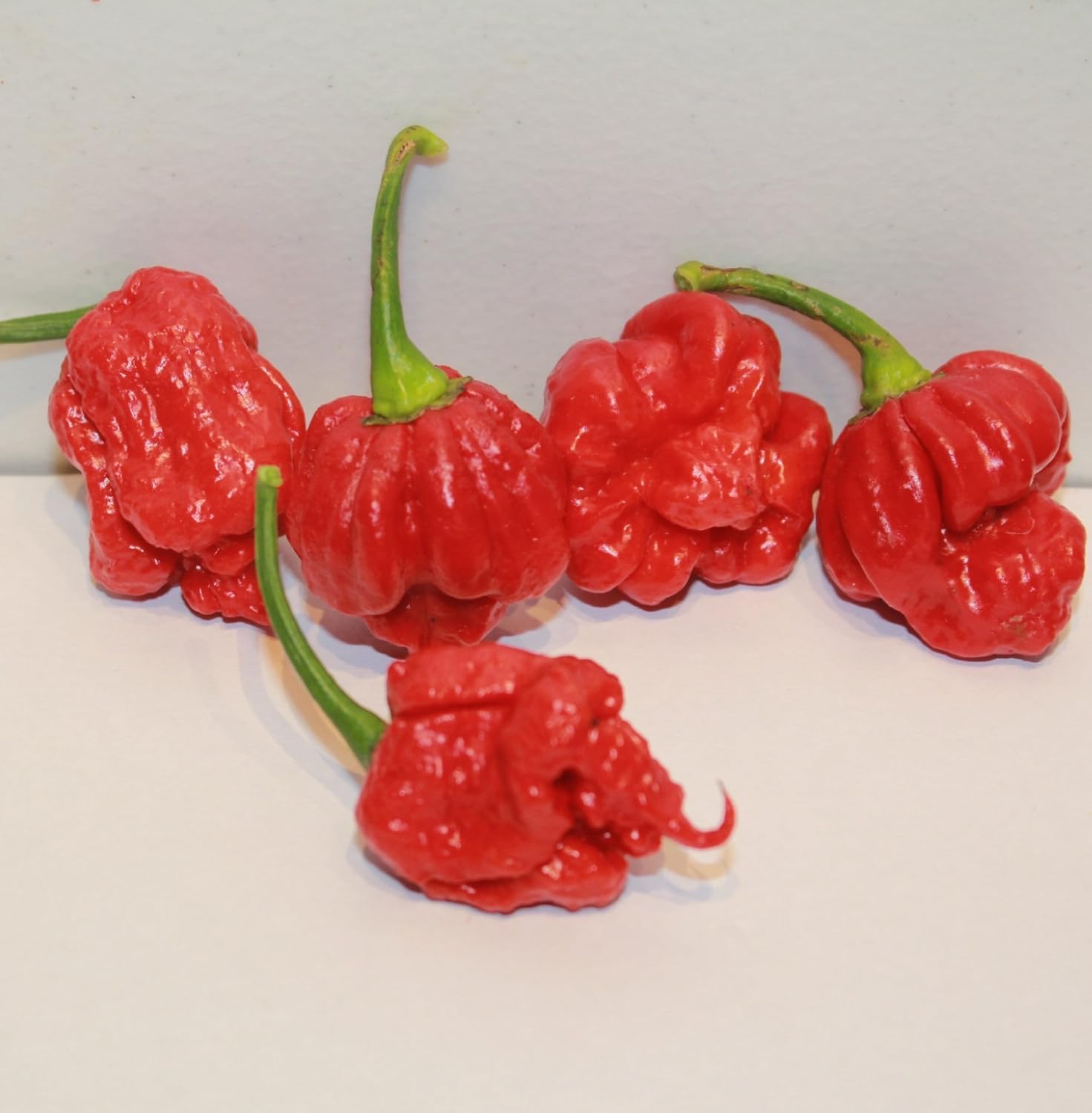 Red Tail Scorpion Chili Peppers 10 Dried Trinidad Seed Pods Plus 2 Free, Hotter than Ghost Pepper