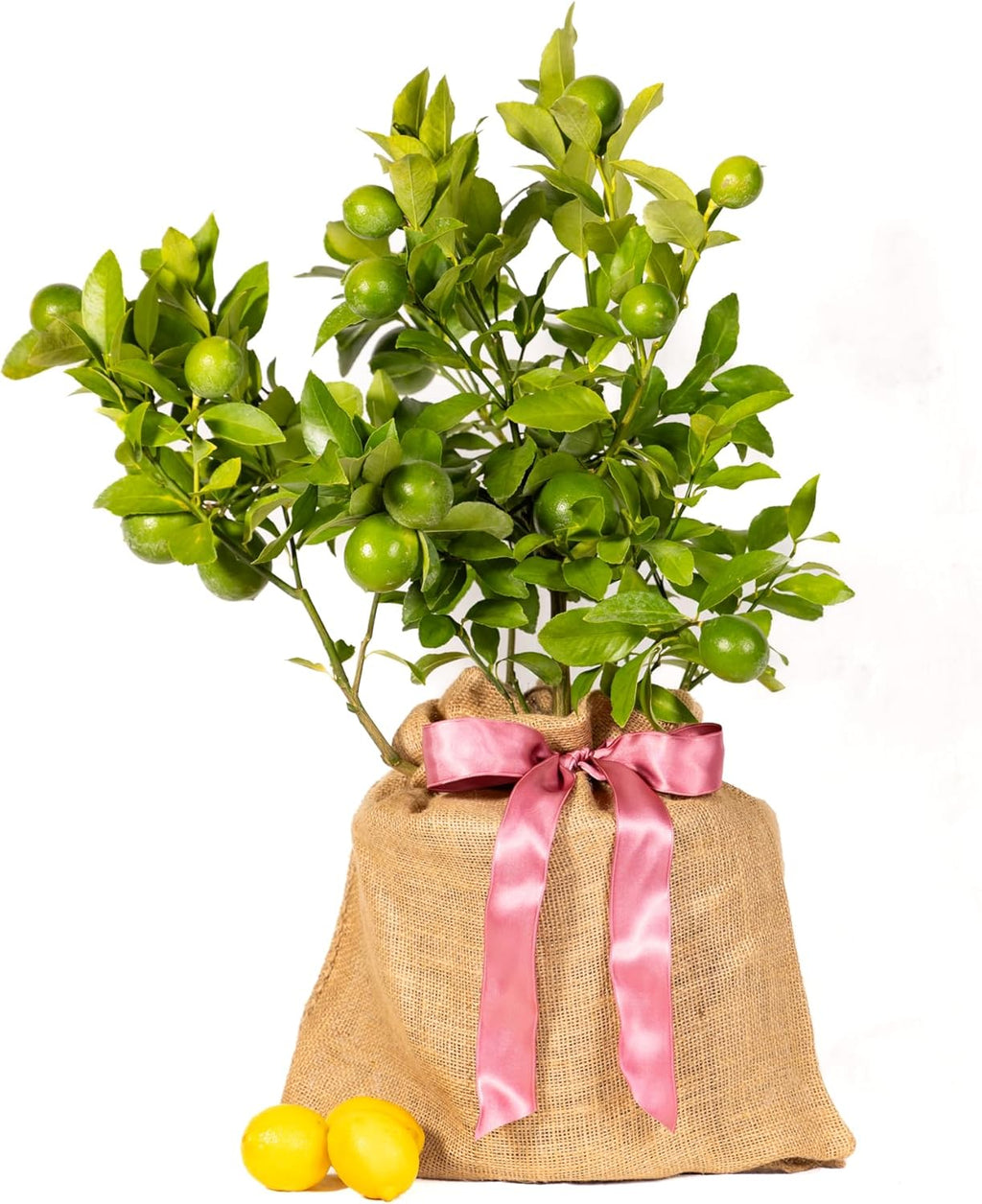 Mother's Day Meyer Lemon Gift Tree, Dwarf Fruit Tree with Juicy Sweet Lemons, Thoughtful Mothers Day Present, NO Ship to TX, LA, AZ, AL and CA