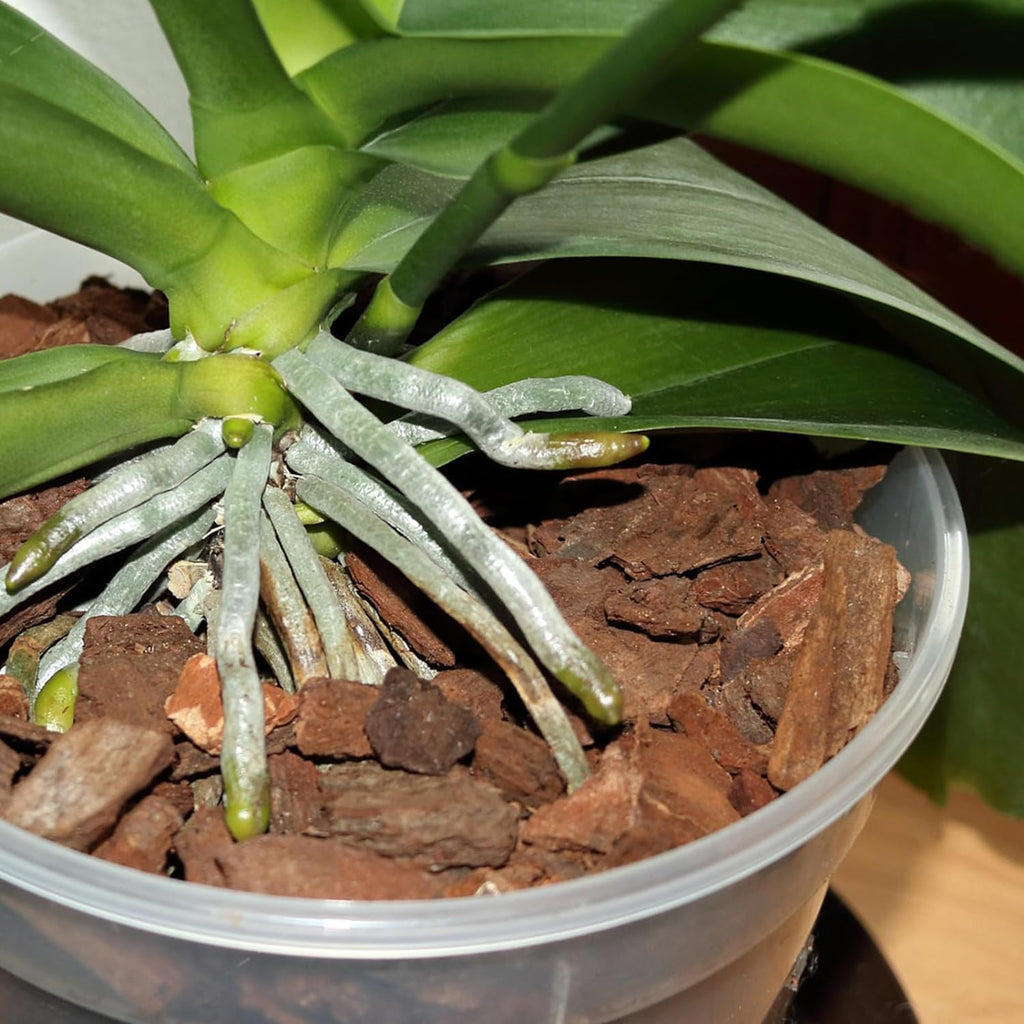 Orchid Bark 2qt, Natural Pine Bark Mulch for Plants, Great for Orchids, Succulents, Cactus, Bonsai, Ideal for Houseplant Mulch