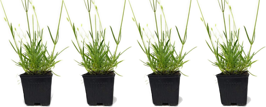 L+ French Provence Lavender 4-Pack – 6–12" Tall Live Plants with Fragrant Blue-Purple Blooms in 4" Pots – Hardy, Aromatic & Perfect for Outdoor Décor & Pollinator Gardens