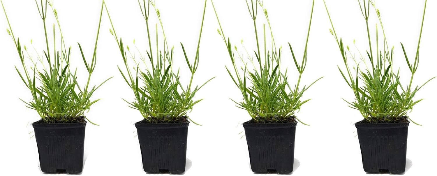 L+ French Provence Lavender 4-Pack – 6–12" Tall Live Plants with Fragrant Blue-Purple Blooms in 4" Pots – Hardy, Aromatic & Perfect for Outdoor Décor & Pollinator Gardens