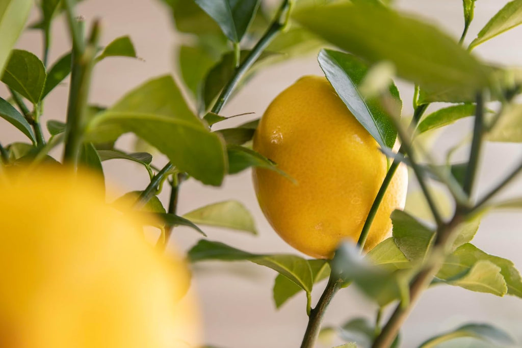 Sympathy Gift Meyer Lemon Tree, Live Fruit Tree That Bears Juicy, Sweet Lemons, Living Memorial Gift, Thoughtful Remembrance Keepsake by The Magnolia Company, No Ship to TX, LA, AZ, AL, CA