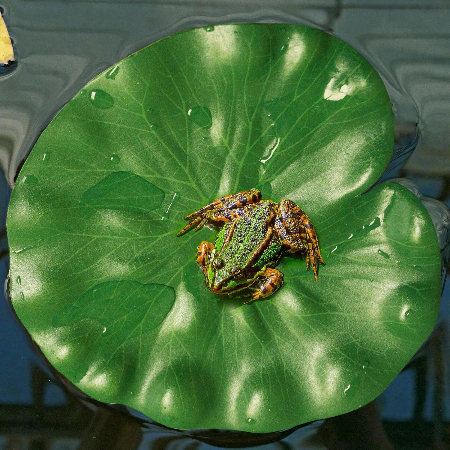 10 Pcs Artificial Lily Pads for Pond Pool, 5 Sizes Realistic Floating Foam Lotus Leaves, Large Plastic Water Lily Pads Leaves for Pond Pool Fountain Garden Decoration