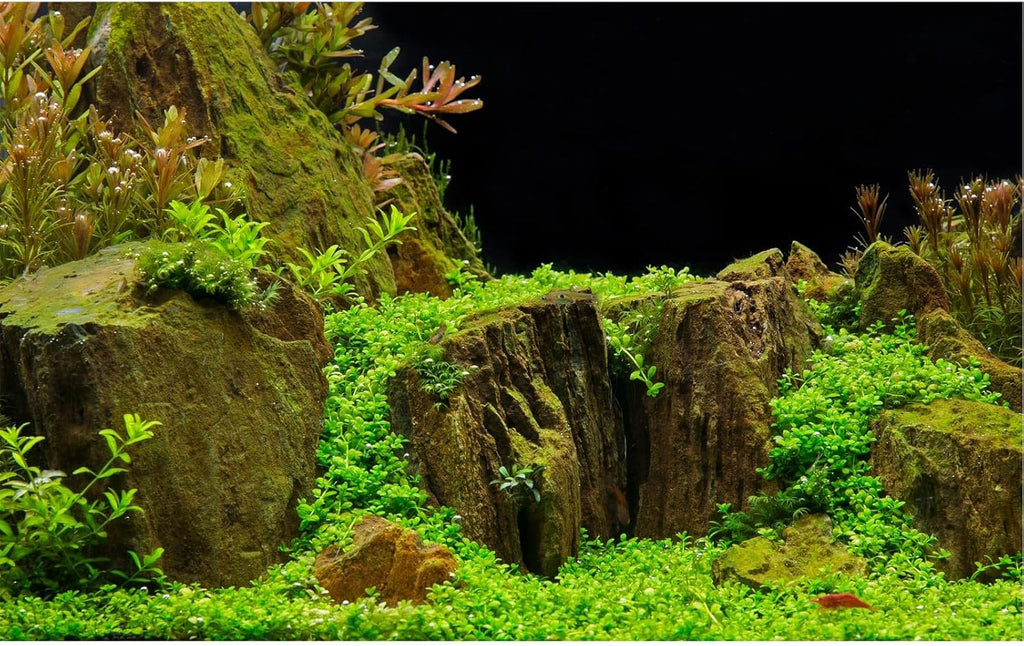 Aquarium Background Exquisite Underwater Grass with Moss Aquarium Backdrop Mysterious Stone Aquarium Background Durable Vivid and Fresh Leaves Background Tank Backdrop Decor Vinyl 72x16in