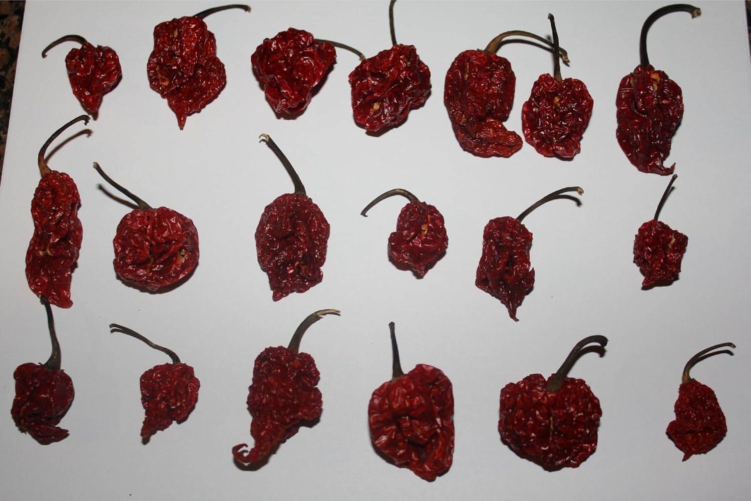 Red Tail Scorpion Chili Peppers 10 Dried Trinidad Seed Pods Plus 2 Free, Hotter than Ghost Pepper