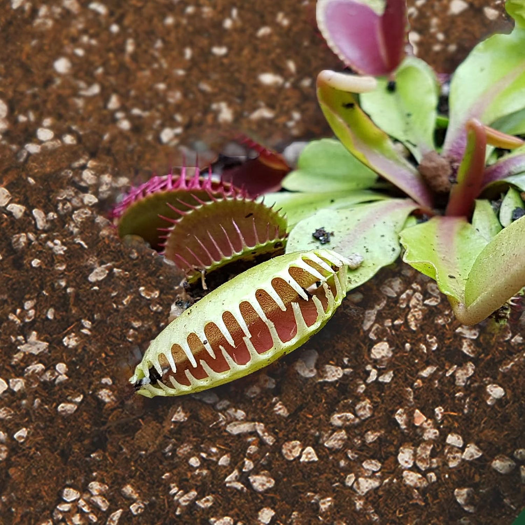 Carnivorous Plant Soil Mix 4qt, Pure Peat Moss and Perlite Mixture for Venus, Pitcher, Butterwort, Nepenthes, Sundew