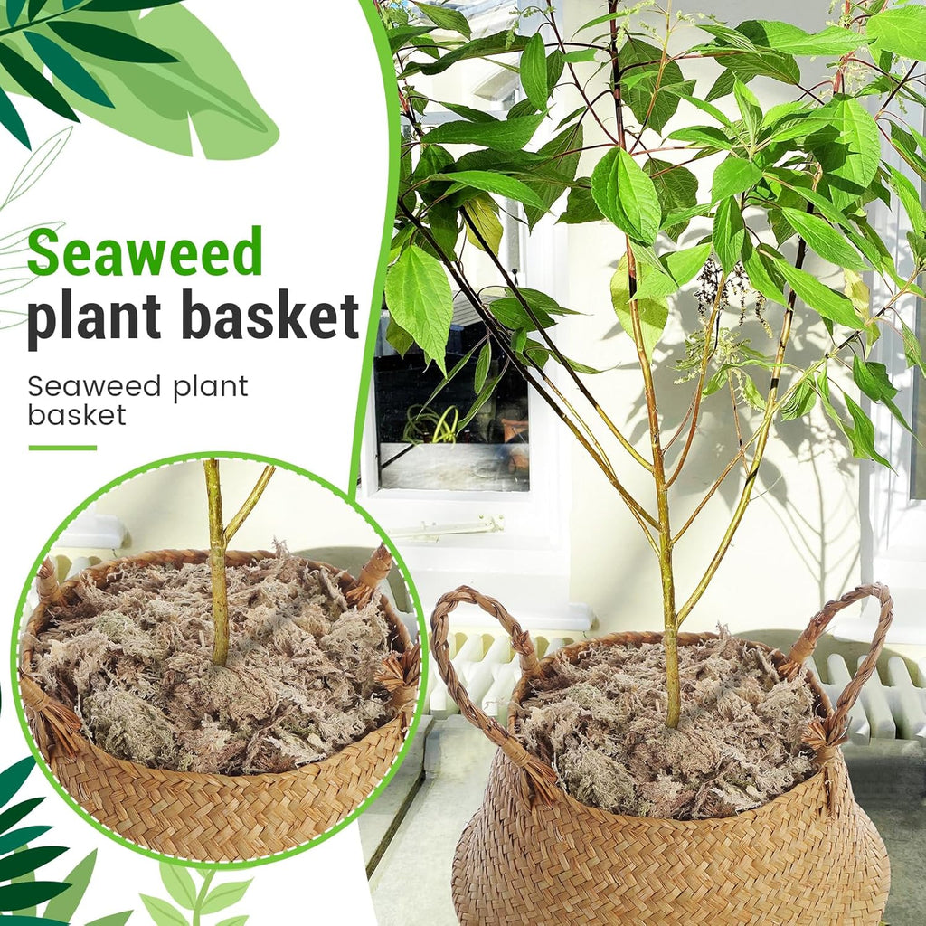 1 Pack Large Wicker Plant Basket with Handle 10 Inch Woven Seagrass Belly Basket and Artificial Moss for Plants Picnic Grocery Laundry House Storage Home Decor (Large)