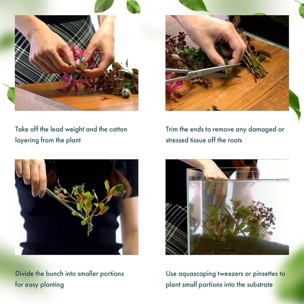 Live Plant - Tall Grass, Corkscrew Vallisneria - Easy Care, Moderate to High Light, Bright Green Accent, Freshwater Aquatic Plant for Aquascaping - Lead Bunch