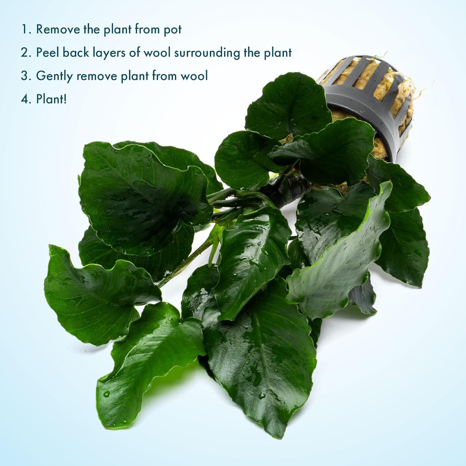 Live Jungle Plants - Anubias Emerald Bloom (Anubias barteri) - Compact Epiphytic Rhizome Plant for Midground Freshwater Aquascapes, Emerald Green Accent - Pot