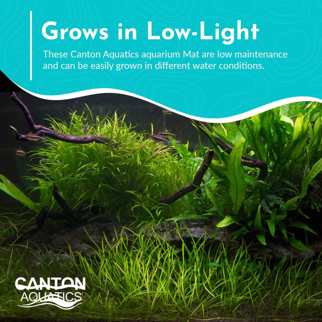 Aquarium Dwarf Hairgrass MAT - All Natural & Organic Aquatic Hair Grass - Help to Filter The Water - Long Lasting & Easy to Care - Suitable for Summer & Winter - 3 X 5 Inch