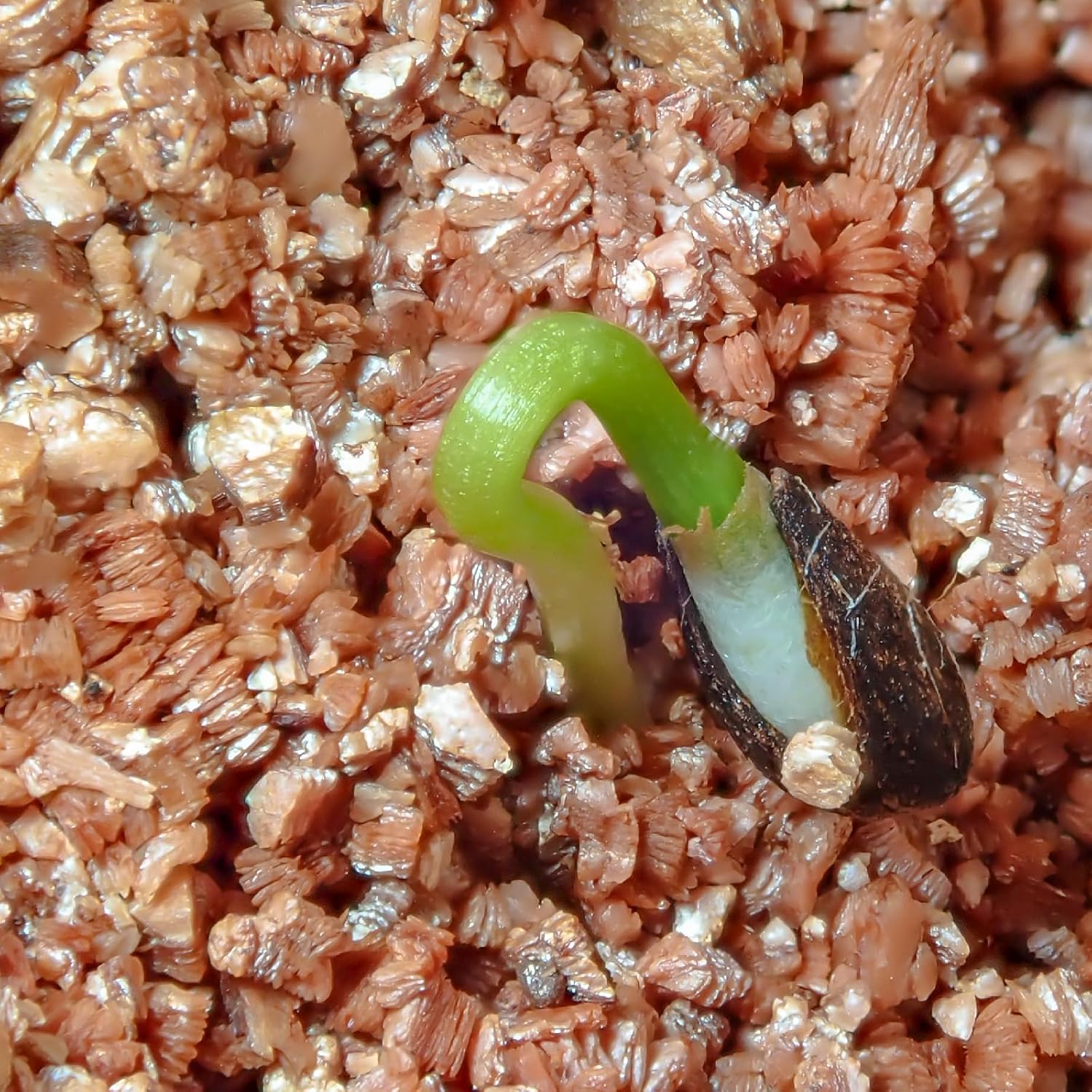 Vermiculite for Gardening 2qt, Horticultural Sand Perfect for Seed Starter or Propagation by Cutting, Soil Addictive for Aeration and Moisture Retention