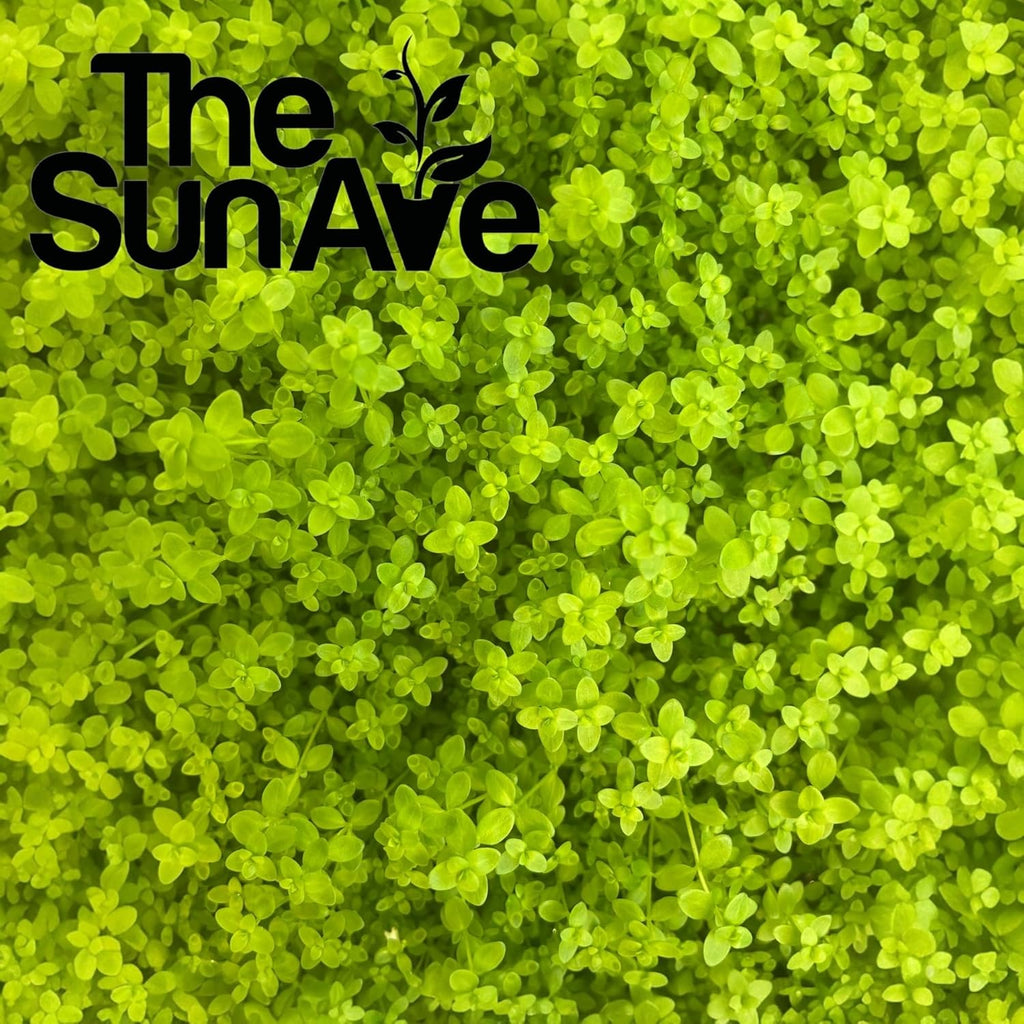 Freshwater Live Aquarium Plants with Roots (Monte Carlo)