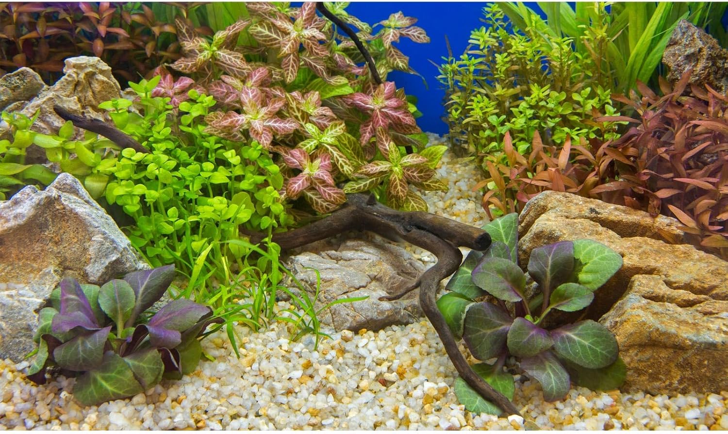 Aquarium Background Various Underwater Grass Plants Pebble Aquarium Backdrop Vivid and Fresh Green Aquatic Plants Stone River Bed and Dead Wood Purple Leaves Tank Background Vinyl 36x24in