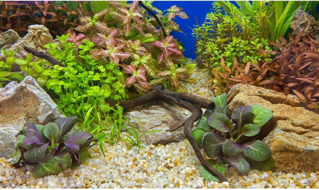 Aquarium Background Various Underwater Grass Plants Pebble Aquarium Backdrop Vivid and Fresh Green Aquatic Plants Stone River Bed and Dead Wood Purple Leaves Tank Background Vinyl 72x18in