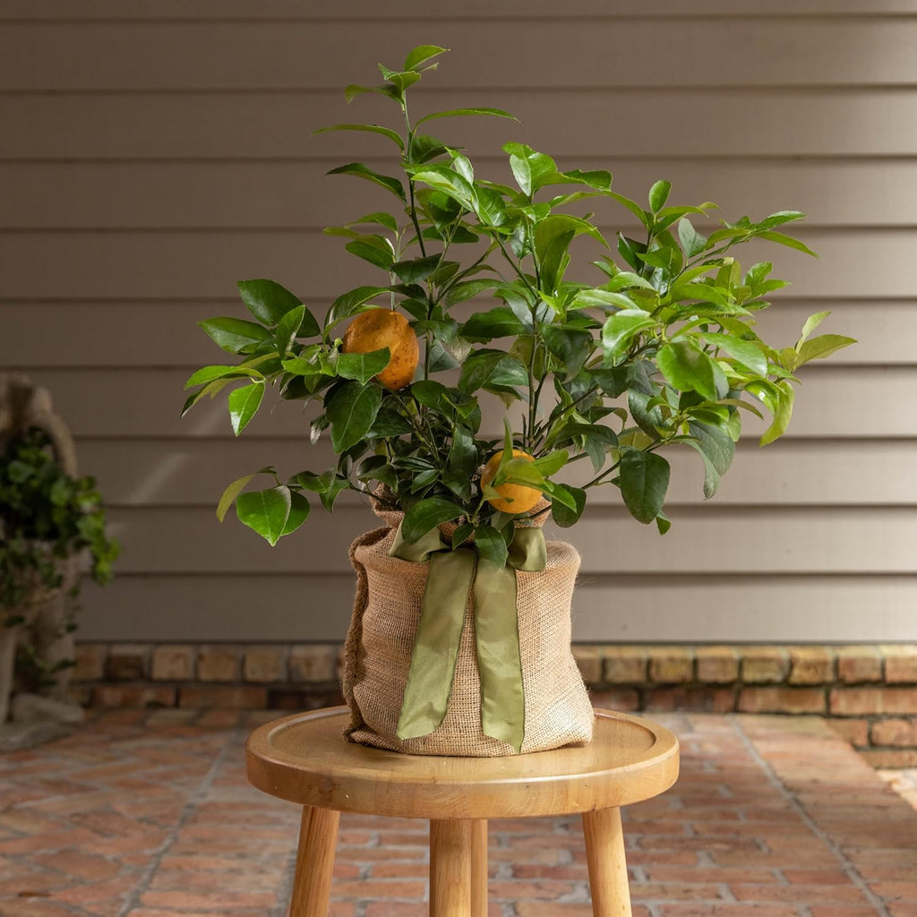 Sympathy Gift Meyer Lemon Tree, Live Fruit Tree That Bears Juicy, Sweet Lemons, Living Memorial Gift, Thoughtful Remembrance Keepsake by The Magnolia Company, No Ship to TX, LA, AZ, AL, CA