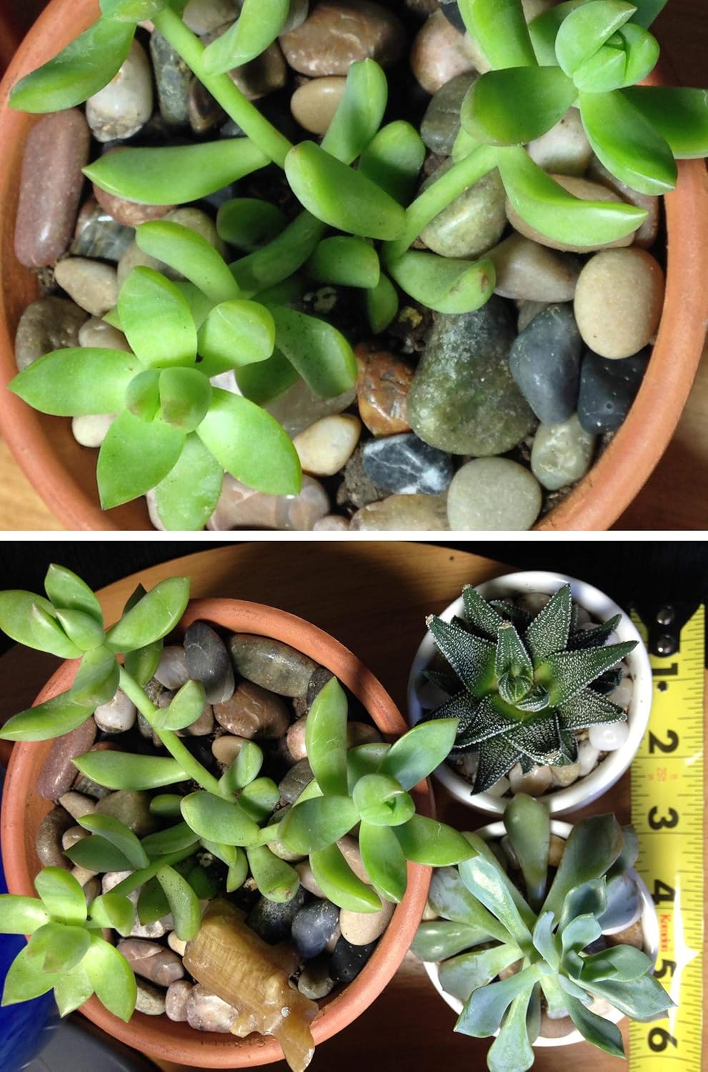 Voulosimi River Rock Stones, Natural Decorative Polished Mixed Pebbles Gravel,Outdoor Decorative Stones for Plant Aquariums, Landscaping, Vase Fillers (7 LB, Mixed Colors)