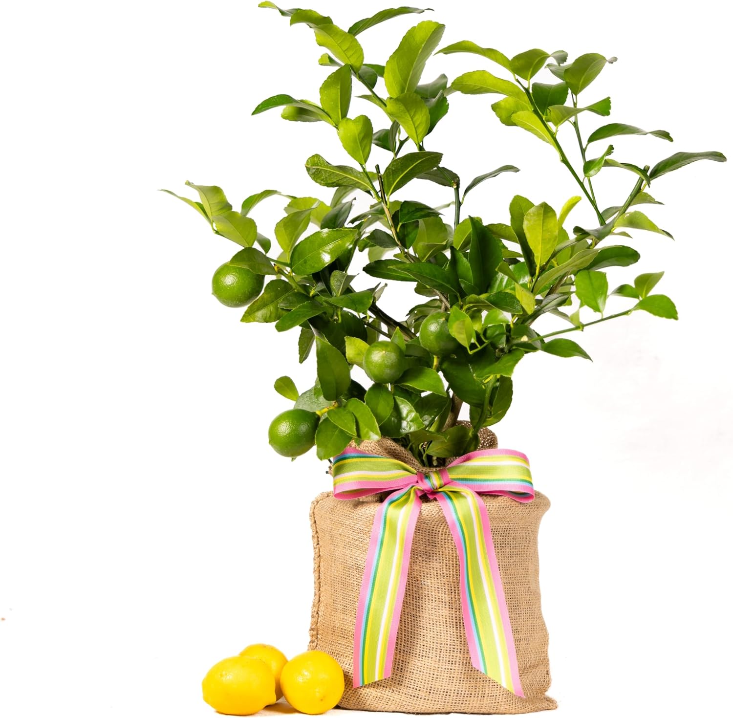 Happy Birthday Meyer Lemon Gift Tree by The Magnolia Company - Get Fruit, Dwarf Fruit Tree with Juicy Sweet Lemons, NO Ship to TX, LA, AZ, AL and CA