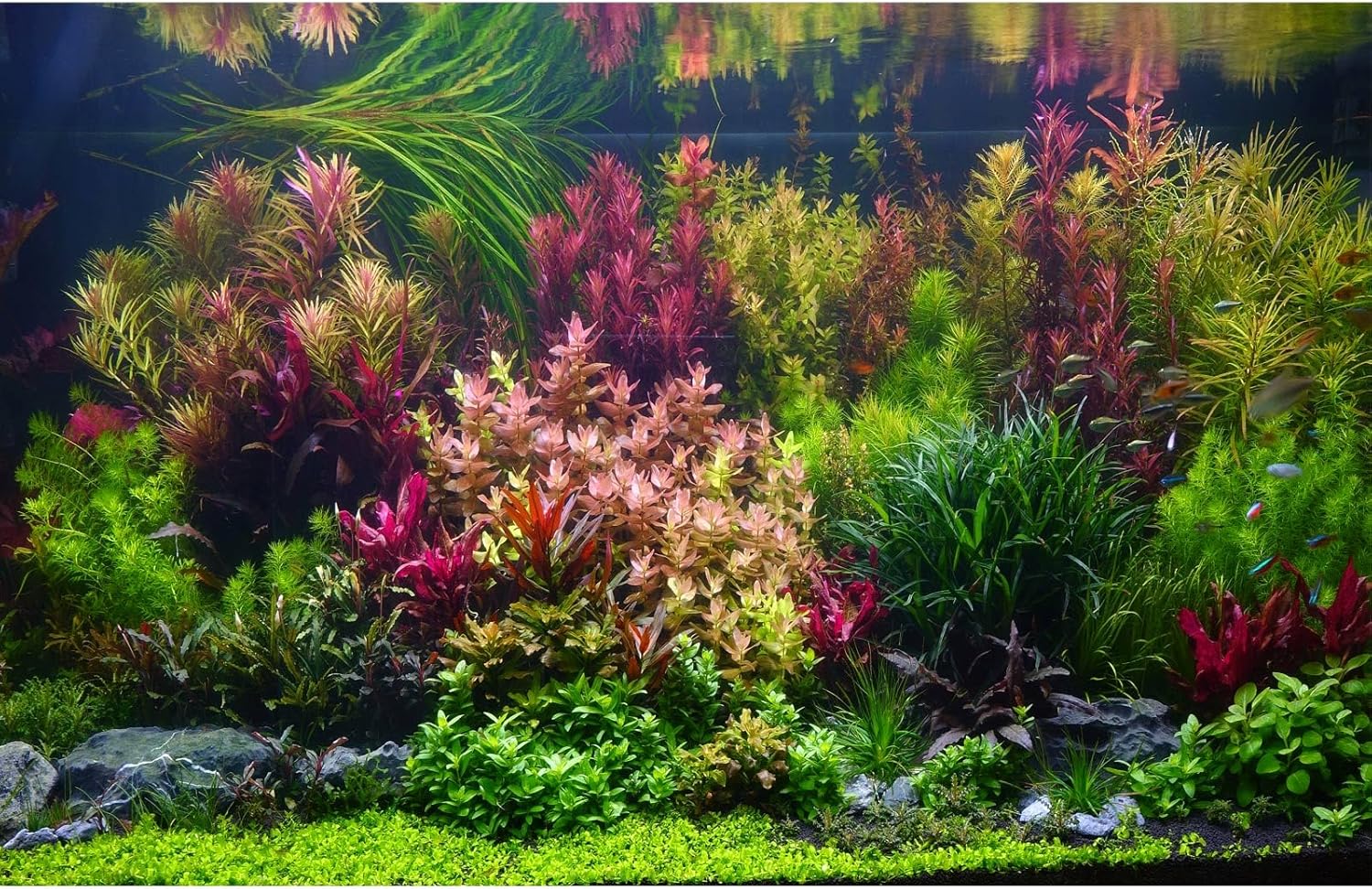 Aquarium Background Various Vivid Fresh Underwater Aquatic Plant Fish Tank Aquarium Backdrop Stone River Bed and Lake Fish Terrarium Background Decor Vinyl 72x16in