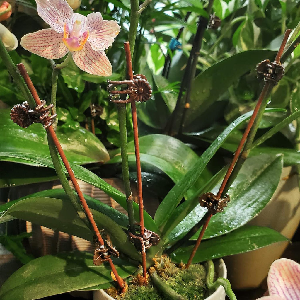 Plant Support Clips Reusable Garden Clips,100Pcs Medium Plant Clips,Tomato Support Clips,for Climbing Plants,Outdoor,Indoor Plants,Flowers,Stems,Vines Holding Clips (Brown)