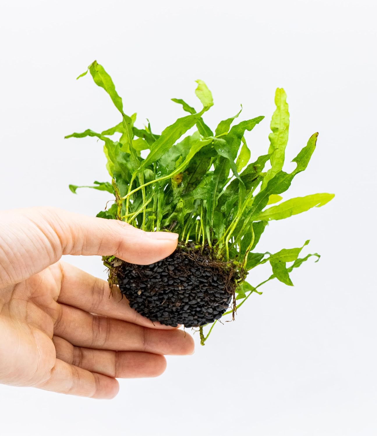 Java Fern Live Aquarium Plants – Windelov, Narrow Leaf & More– Easy Aquascaping Plants for Freshwater Tanks, Low Light, No CO₂ (Java Fern 'Microsorum Nymph' on Nutripad)