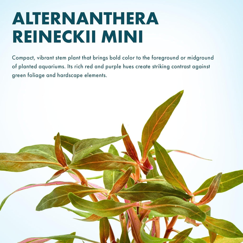 Live Plants - Alternanthera reineckii ‘Mini’ - Bright Red to Pink Foreground Stem Plant for High Light, CO₂ Aquascaping, Compact Growth Red, Pink, Purple Accent - Lead Bunch