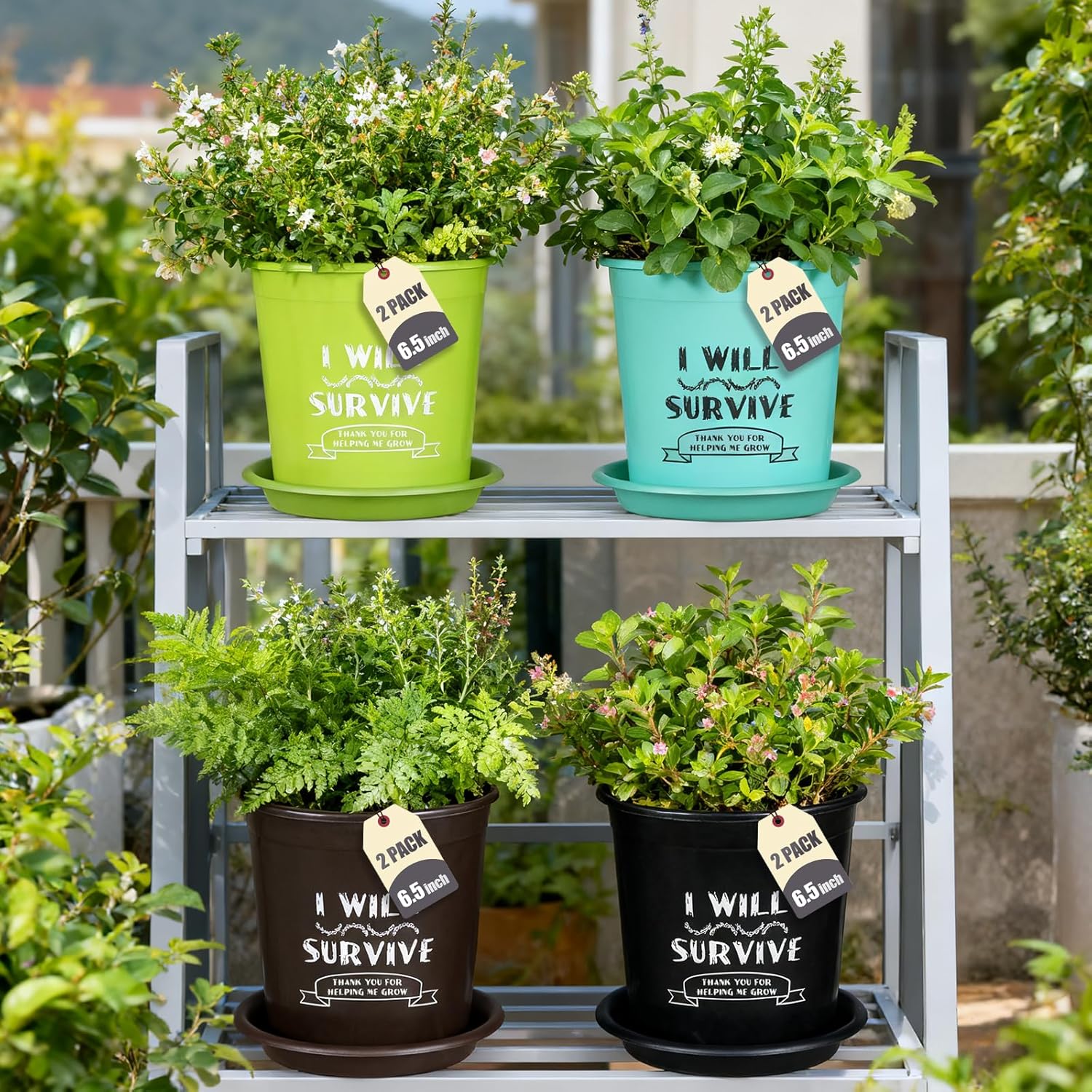 NIKONIKO 8 Pack 6.5 Inch Plant Pots, 4 Colors Pots for Plants, Flower Pots with Drainage Holes and Bottom Support, for Indoor & Outdoor Garden Home Plants