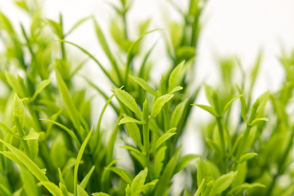 BEGONDIS Aquarium Decorations Fish Tank Artificial Green Water Plants Made of Soft Plastic