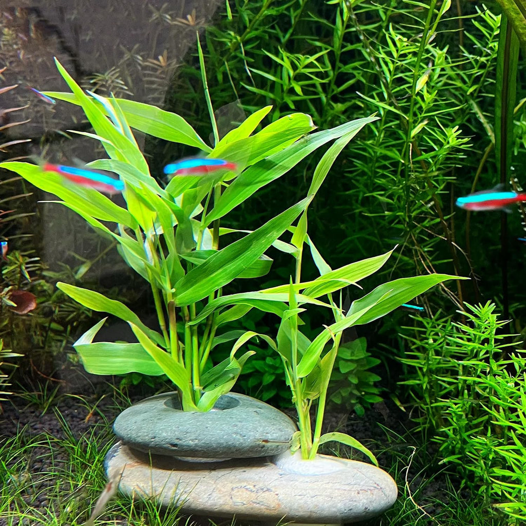 Natural River Stone Plant Weights for Aquarium, Handmade Pebble Anchors for Aquatic Plants, Fish Tank Decorations, Unique Shape & Size, Landscape Plant Weights (0.8″ 2holes 6pcs)