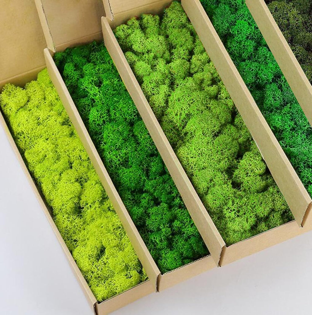 5 Color Mix Pack Preserved Reindeer Moss Natural Green DIY Kit Gardenning Art Wall Decor Florist Decor (1 lb)(Green-01 Green-02 Green-03 Green-04 Green-06)