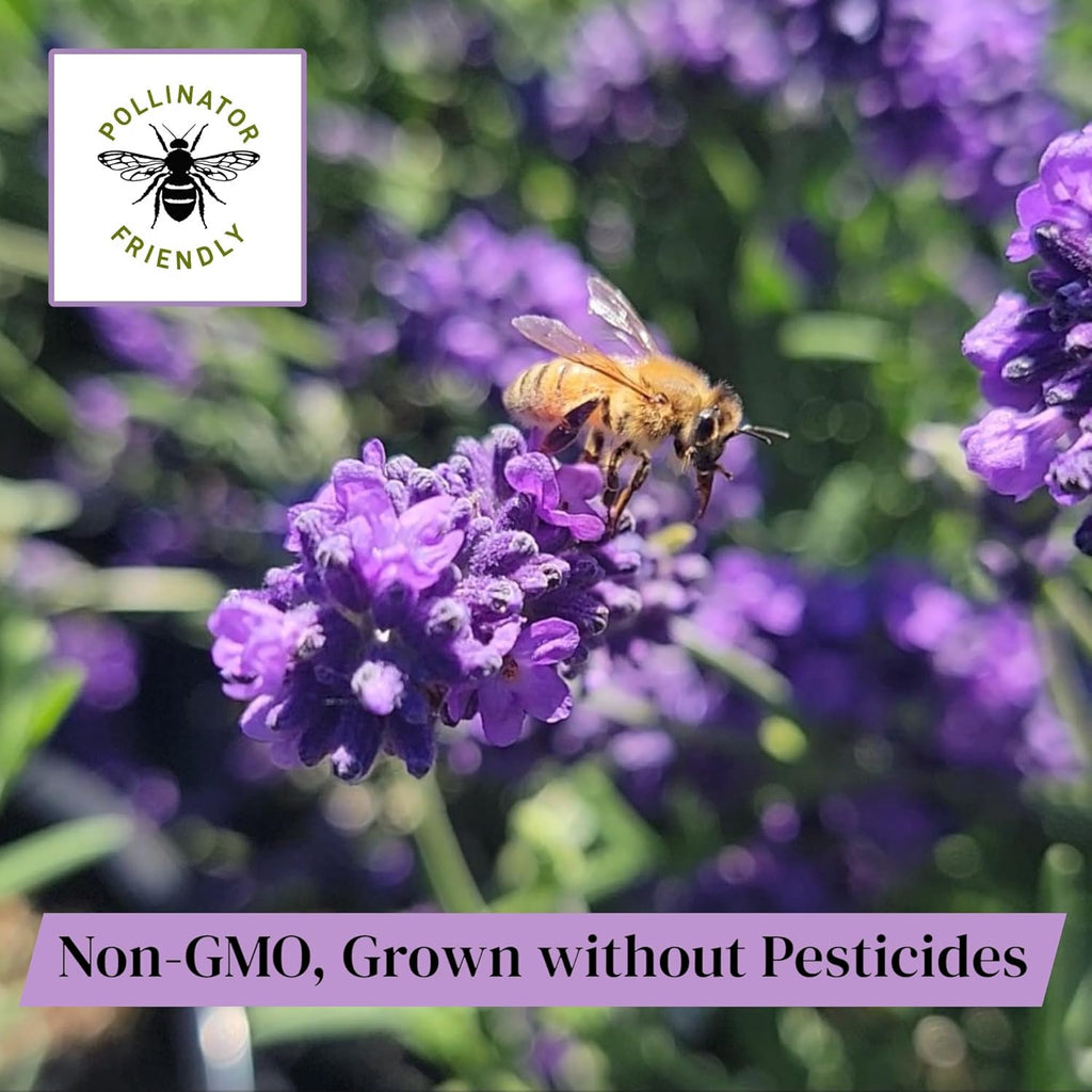 L+ French Provence Lavender 4-Pack – 6–12" Tall Live Plants with Fragrant Blue-Purple Blooms in 4" Pots – Hardy, Aromatic & Perfect for Outdoor Décor & Pollinator Gardens