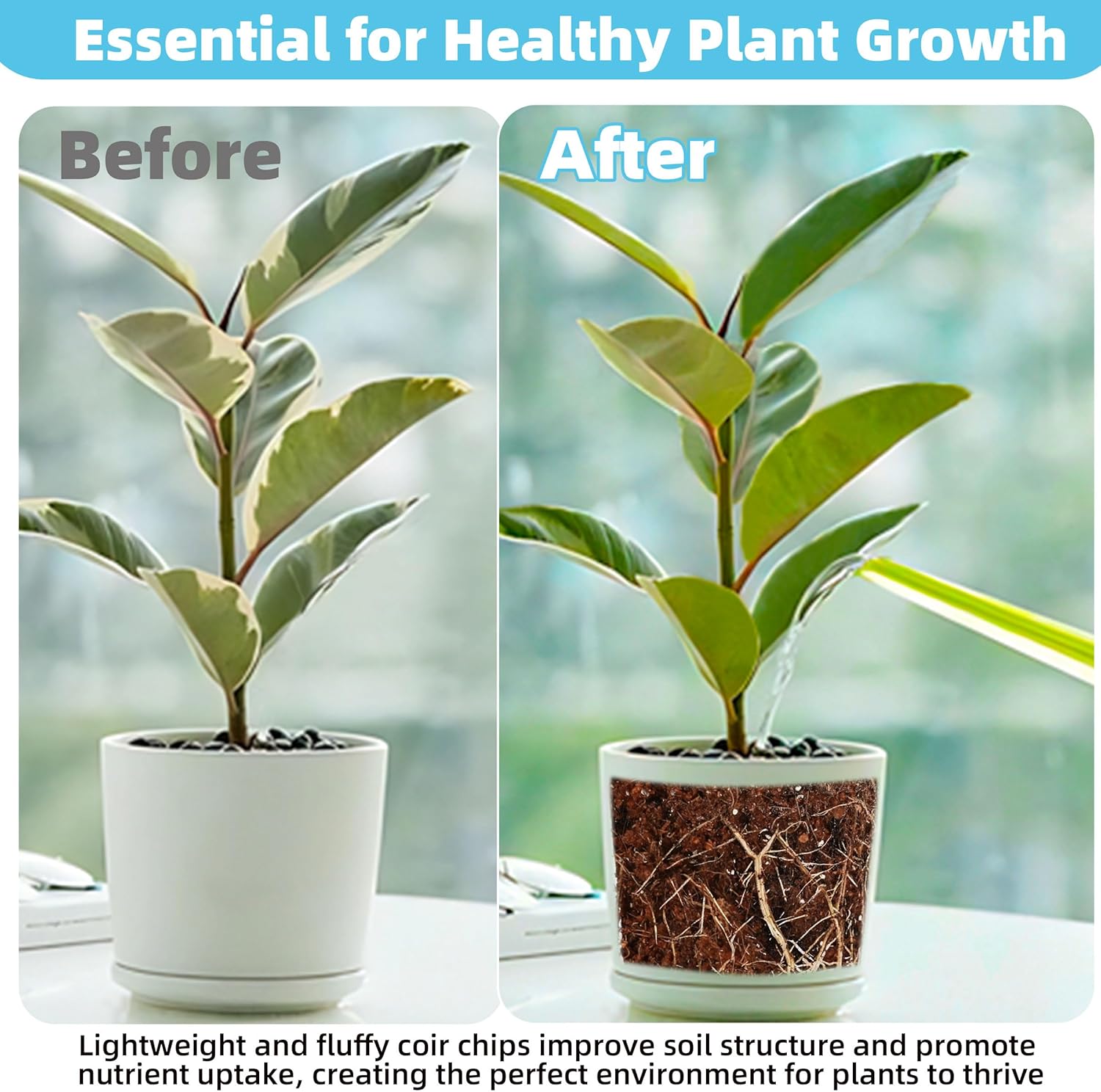 Coco Coir Bricks 6 Pack Premium 100% Organic Peat Moss, Fiber Coconut Husk for Planting, Gardening, Potting Soil Substrate