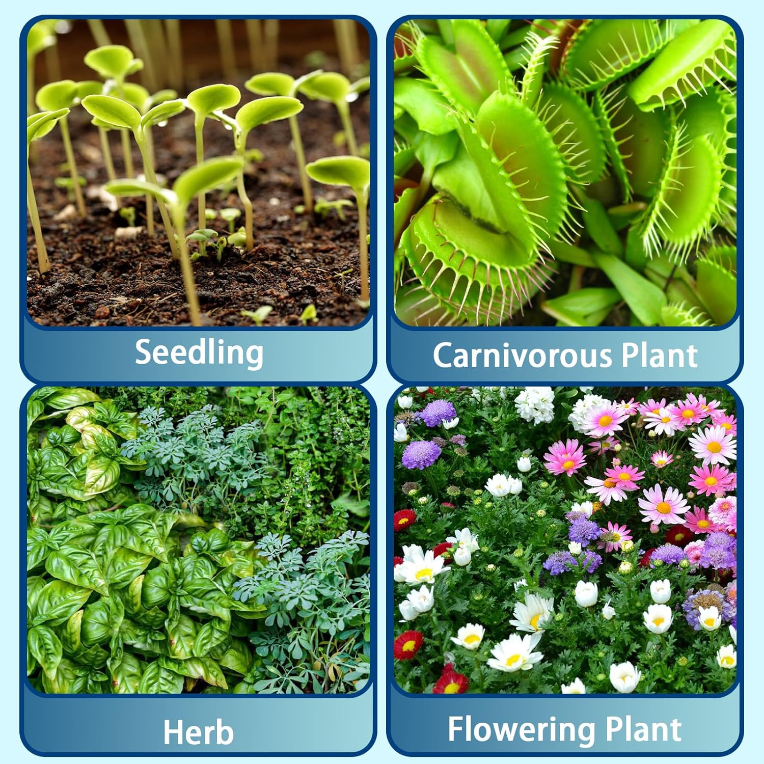 Sphagnum Peat Moss for Plants 2qt, Organic Garden Growing Soil Amendment and Media for Flowers, Vegetables, Herbs, Orchid, Indoor Houseplant