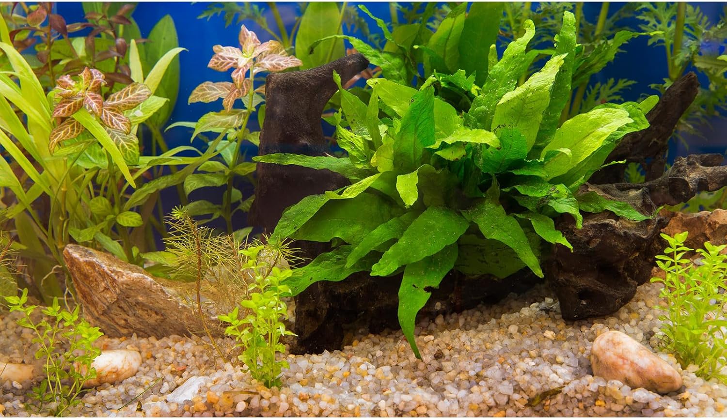 Fish Tank Background Underwater Grass Leaves Pebble Aquarium Background Vivid Green Aquatic Plant Terrarium Background Stone River Bed Fish Dead Wood Leaves Tank Background 36x18in