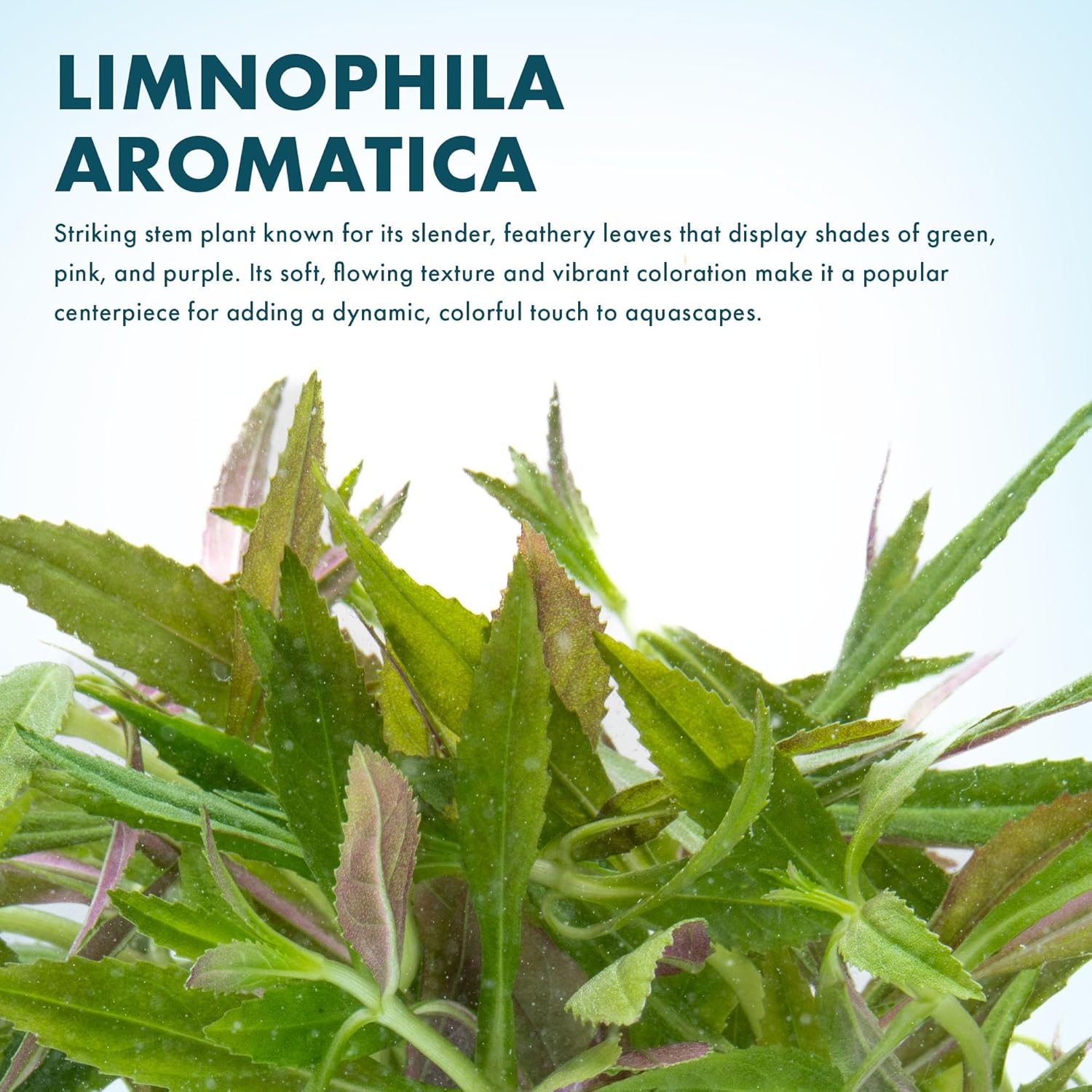 Live Aquarium Stem Plants - Freshwater Aquatic Plant for Fish Tanks, Aquascaping - (Limnophila Aromatica, 1 Bunch)