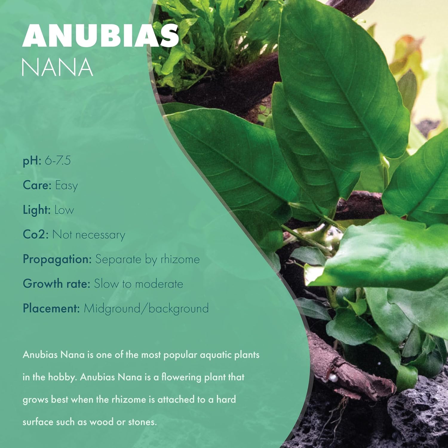 Anubias Live Aquarium Plants - Potted Freshwater Plant for Fish Tanks, Terrariums - Beginner Friendly Low Light (Nana, 5 Pots)