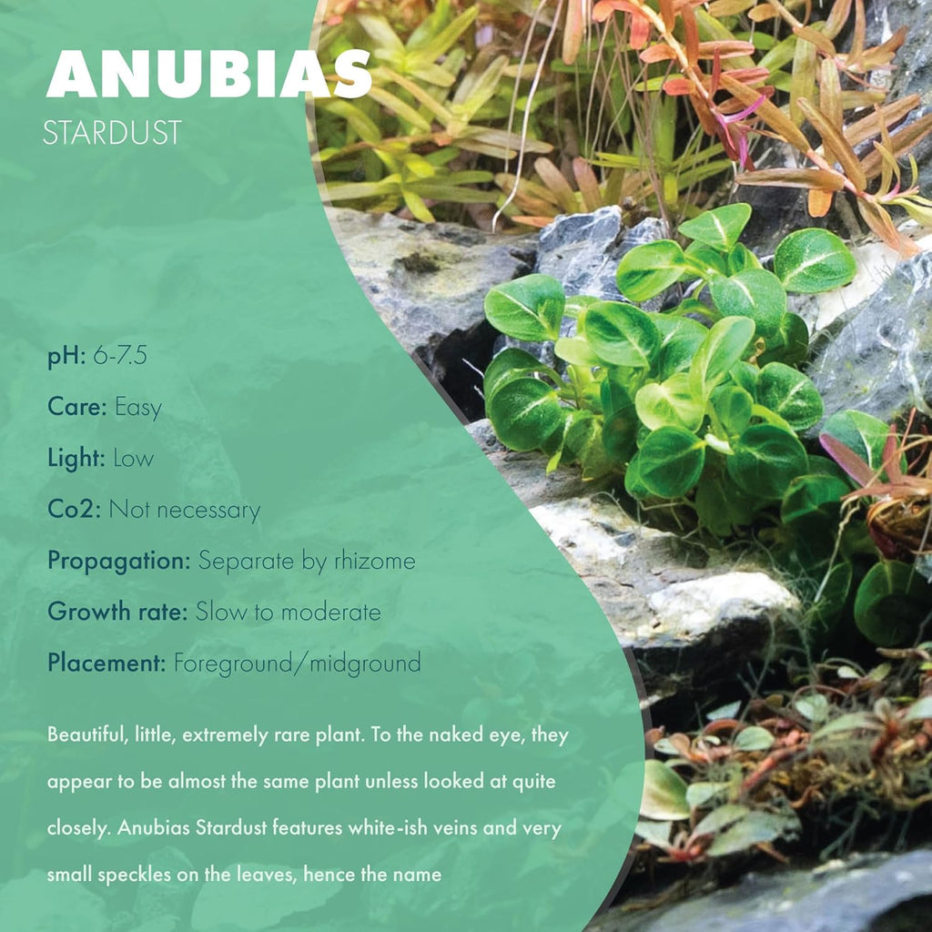 Anubias Live Aquarium Plants - Potted Freshwater Plant for Fish Tanks, Terrariums - Beginner Friendly Low Light (Stardust Mini, 1 Pot)