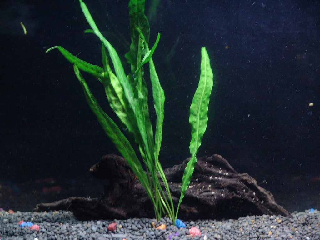 30+ Stems - 8 Species - - Anacharis, Amazon, Rotala, Ludwigia and More!