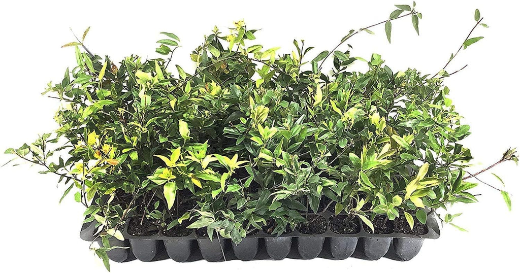 Carolina Jasmine | 30 Live Plants | Gelsemium Sempervirens | Fragrant Yellow Blooms, Evergreen Vine, Low Maintenance, Fast Growing, Climbing, Attracts Pollinators, Garden Trellis