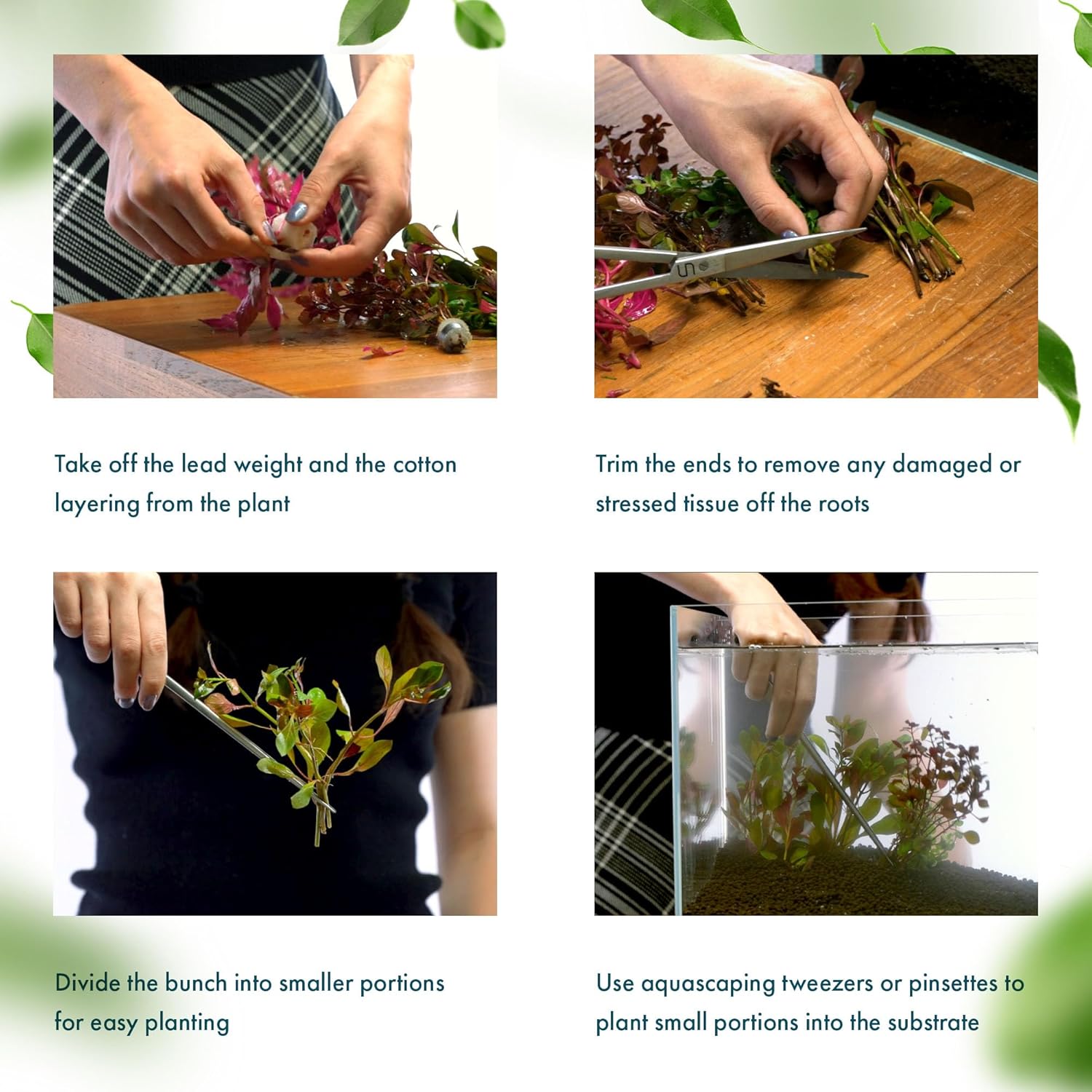 Live Aquarium Stem Plants - Freshwater Aquatic Plant for Fish Tanks, Aquascaping - (Limnophila Aromatica, 1 Bunch)