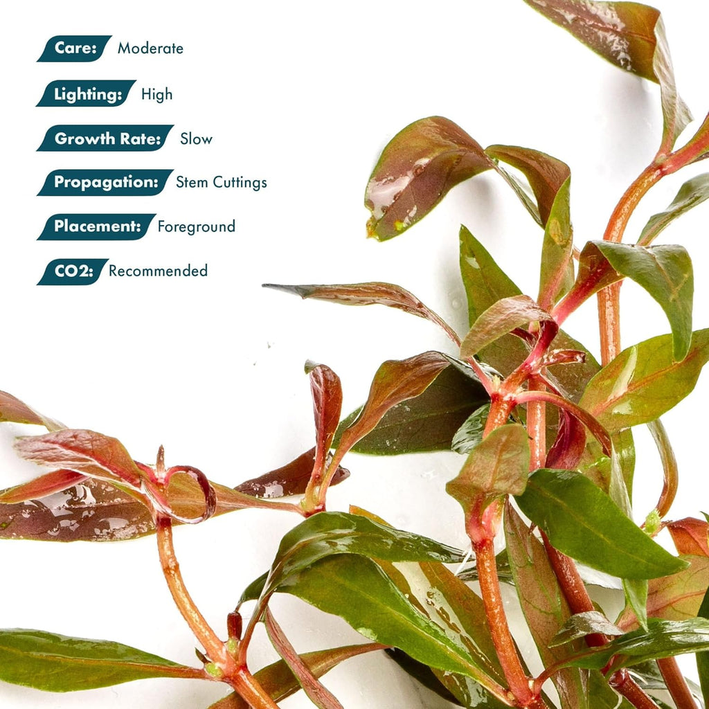 Live Plants - Alternanthera reineckii ‘Mini’ - Bright Red to Pink Foreground Stem Plant for High Light, CO₂ Aquascaping, Compact Growth Red, Pink, Purple Accent - Lead Bunch