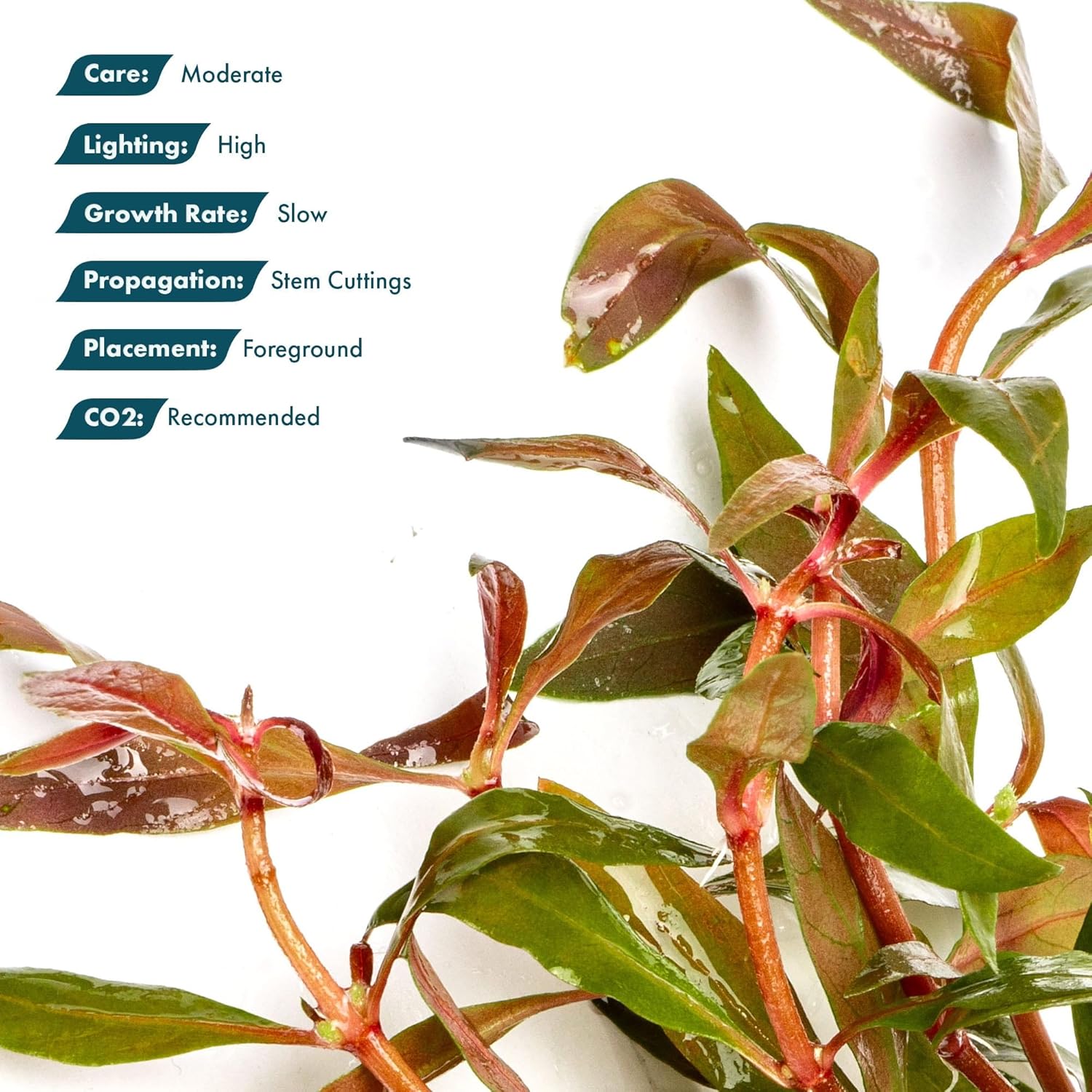 Live Plants - Alternanthera reineckii ‘Mini’ - Bright Red to Pink Foreground Stem Plant for High Light, CO₂ Aquascaping, Compact Growth Red, Pink, Purple Accent - Lead Bunch