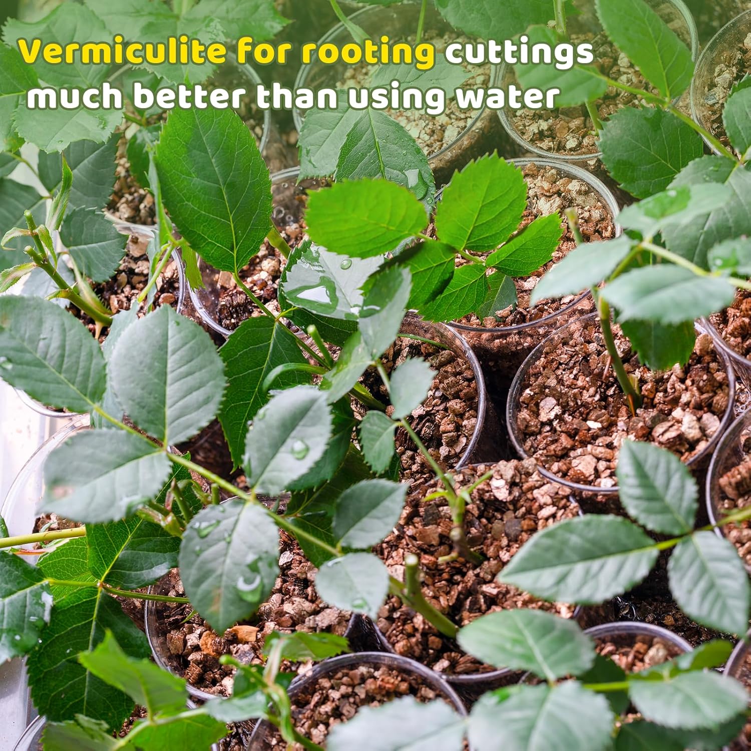 Vermiculite for Gardening 1qt, Horticultural Sand Perfect for Seed Starter or Propagation by Cutting, Soil Addictive for Aeration and Moisture Retention