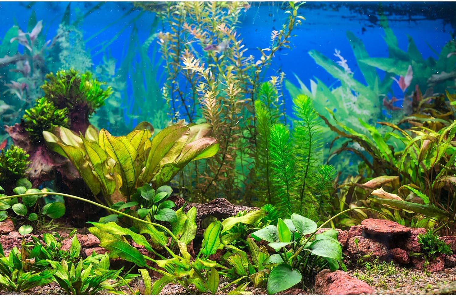 Aquarium Background Various Underwater Grass Plants Aquarium Backdrop Vivid and Fresh Green Aquatic Plants Stone River Bed and Dead Wood Purple Stone Fish Tank Background 48x18in