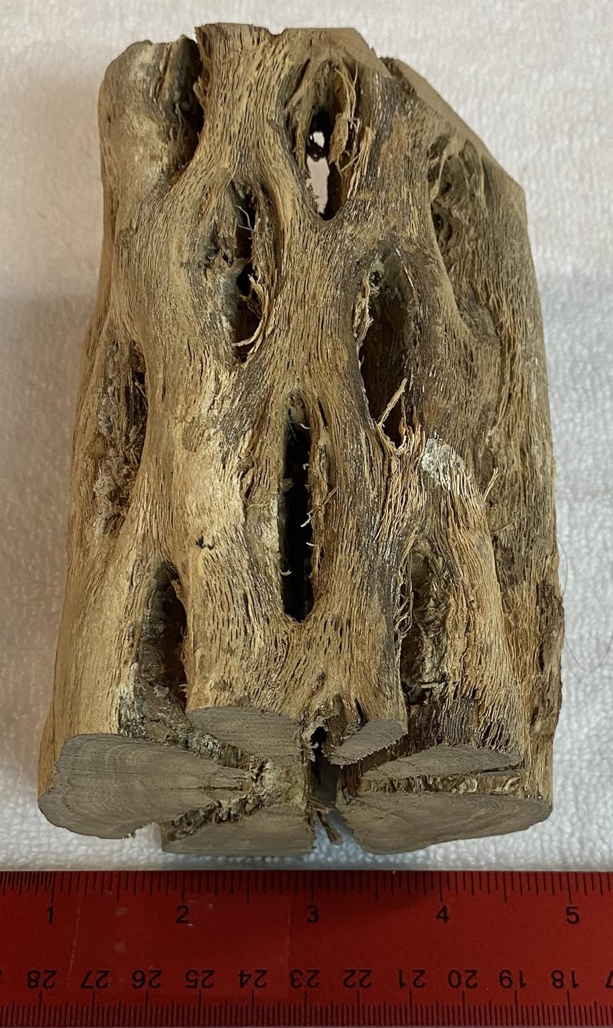 Awesome Aquatic 3 in Plus Thick XL Teddy Bear/Chain Fruit/Buckhorn/Staghorn Cholla Wood Hollow Tube Wood Cactus Skeleton Tubes 3” Plus Thick/Diameter (6 in x 3 in Plus Diameter)