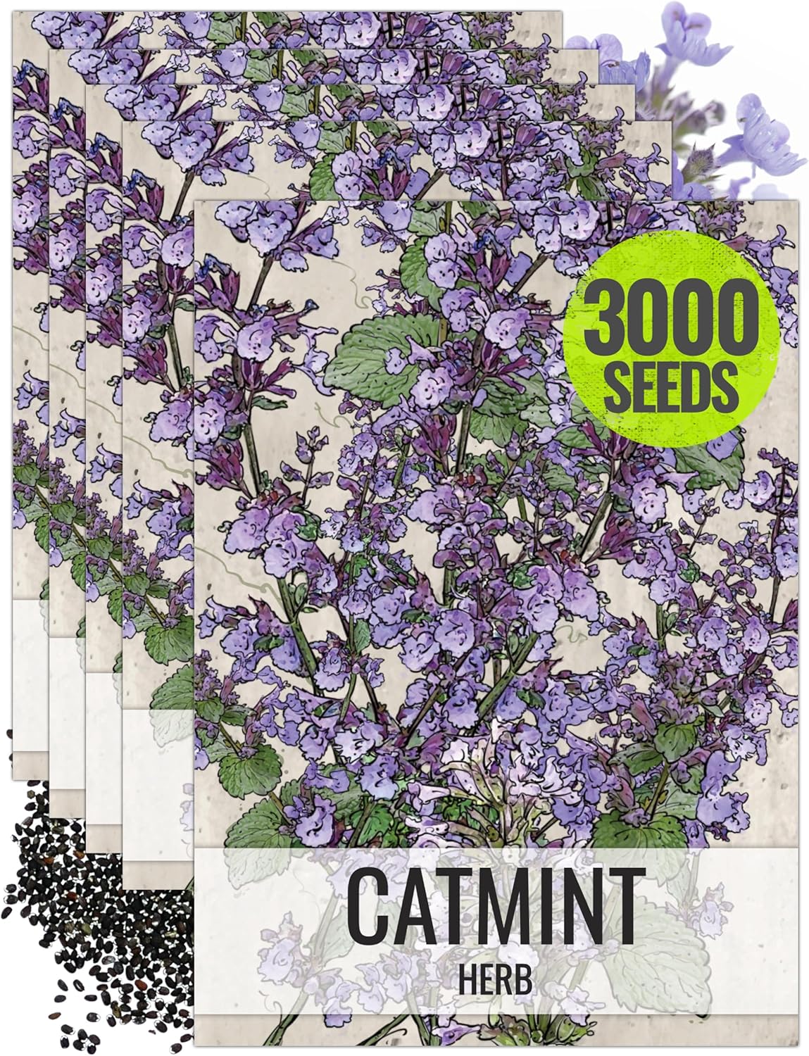 Seed Needs, Catmint Seeds for Cats - 600 Heirloom Seeds for Planting Nepeta mussinii - Perennial Flowering Medicinal Herb Non-GMO & Untreated (5 Packs)
