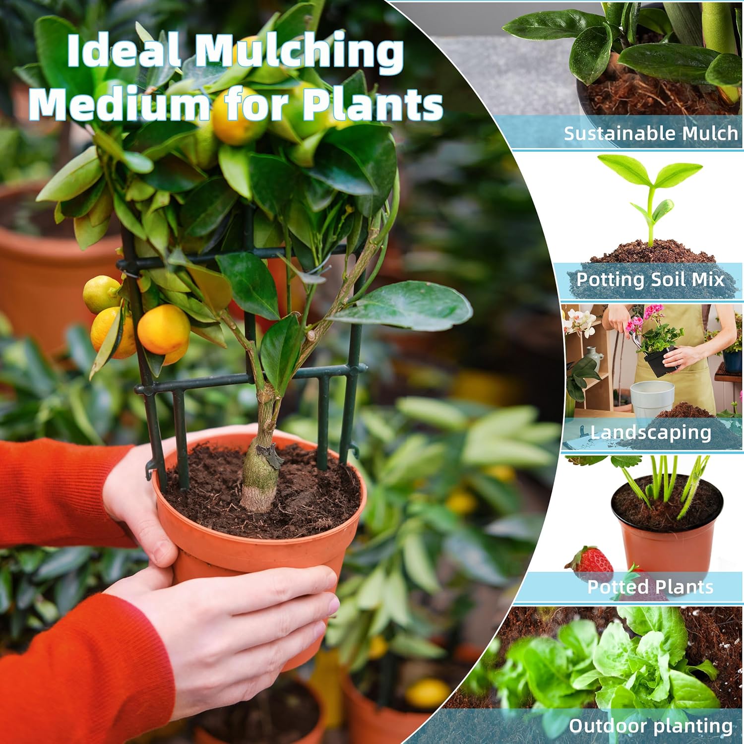 Coco Coir Bricks 6 Pack Premium 100% Organic Peat Moss, Fiber Coconut Husk for Planting, Gardening, Potting Soil Substrate