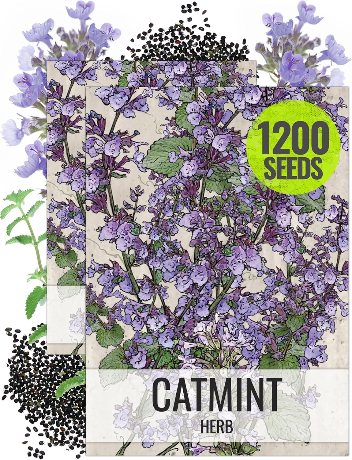 Seed Needs, Catmint Seeds for Cats - 600 Heirloom Seeds for Planting Nepeta mussinii - Perennial Flowering Medicinal Herb Non-GMO & Untreated (2 Packs)